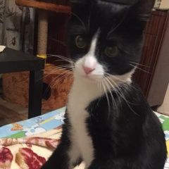 Подробнее об объявлении «Пропал кот красивый кот локки Москва» Фото: пропала кошка  «Пропал кот красивый кот локки Москва» в г. Москва