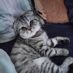 Подробнее об объявлении «Пропал кот помогите найти пожалуйста Бутурлиновка» Фото: пропала кошка  «Пропал кот помогите найти пожалуйста Бутурлиновка» в г. Бутурлиновка