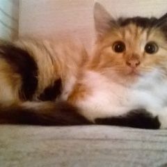 Подробнее об объявлении «Пропала кошка Калуга» Фото: пропала кошка  «Пропала кошка Калуга» в г. Калуга
