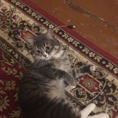 Подробнее об объявлении «Пропал кот украли кота Краснозаводск» Фото: пропала кошка  «Пропал кот украли кота Краснозаводск» в г. Краснозаводск