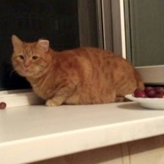 Подробнее об объявлении «Казань Пропал кот» Фото: пропала кошка  «Казань Пропал кот» в г. Казань
