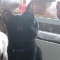 Подробнее об объявлении «Пропал кот черный кот с синим ошейником и ад Москва» Фото: пропала кошка  «Пропал кот черный кот с синим ошейником и ад...» в г. Москва