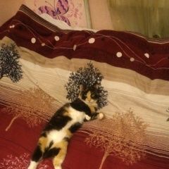 Подробнее об объявлении «Пропала кошка Томск» Фото: пропала кошка  «Пропала кошка Томск» в г. Томск