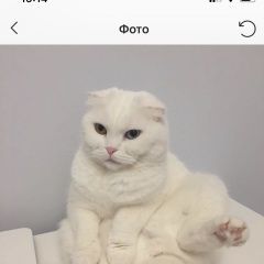 Подробнее об объявлении «Пропала кошка Реутов» Фото: пропала кошка Шотландская вислоухая «Пропала кошка Реутов» в г. Реутов