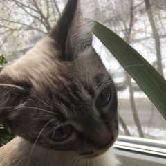 Подробнее об объявлении «Пропала кошка зовут боня ей почти 1 год Москва» Фото: пропала кошка  «Пропала кошка зовут боня ей почти 1 год Москва» в г. Москва