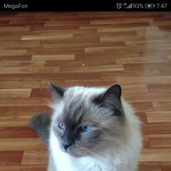Подробнее об объявлении «Тольятти Пропал кот» Фото: пропала кошка Сиамская «Тольятти Пропал кот» в г. Тольятти