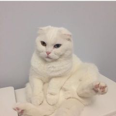 Подробнее об объявлении «Пропала кошка потерялась белая вислоухая Москва» Фото: пропала кошка Шотландская вислоухая «Пропала кошка потерялась белая вислоухая Москва» в г. Москва