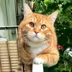 Подробнее об объявлении «Пропал кот Москва» Фото: пропала кошка  «Пропал кот Москва» в г. Москва