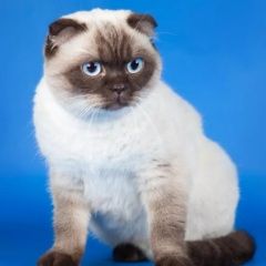 Подробнее об объявлении «Пропал кот (подросток) Санкт-Петербург» Фото: пропала кошка  «Пропал кот (подросток) Санкт-Петербург» в г. Санкт-Петербург