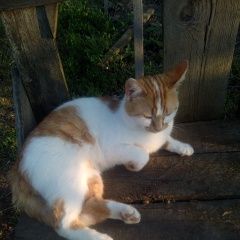 Подробнее об объявлении «Пропал кот Константиновск» Фото: пропала кошка  «Пропал кот Константиновск» в г. Константиновск