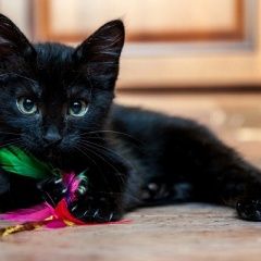 Подробнее об объявлении «Пропала кошка котенок Чита» Фото: пропала кошка  «Пропала кошка котенок Чита» в г. Чита
