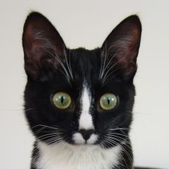 Подробнее об объявлении «Красноярск Пропала кошка» Фото: пропала кошка  «Красноярск Пропала кошка» в г. Красноярск