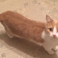 Подробнее об объявлении «Пропала кошка п. мосрентген Москва» Фото: пропала кошка  «Пропала кошка п. мосрентген Москва» в г. Москва