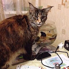 Подробнее об объявлении «Видное Пропала кошка украдена» Фото: пропала кошка Мейн-кун «Видное Пропала кошка украдена» в г. Видное