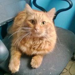 Подробнее об объявлении «Пропал кот рыжий кастрированный кот 7 лет Москва» Фото: пропала кошка  «Пропал кот рыжий кастрированный кот 7 лет Москва» в г. Москва