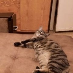 Подробнее об объявлении «Пропал кот помогите найти Серпухов» Фото: пропала кошка  «Пропал кот помогите найти Серпухов» в г. Серпухов