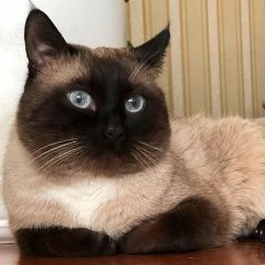 Подробнее об объявлении «Химки Пропал кот сиамский кот» Фото: пропала кошка  «Химки Пропал кот сиамский кот» в г. Химки