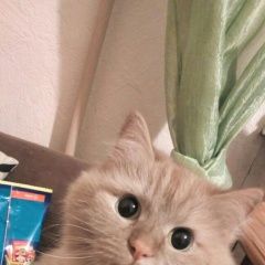 Подробнее об объявлении «Казань Пропала кошка» Фото: пропала кошка  «Казань Пропала кошка» в г. Казань