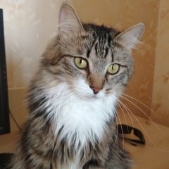 Подробнее об объявлении «Пропал кот Москва» Фото: пропала кошка  «Пропал кот Москва» в г. Москва