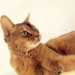 Подробнее об объявлении «Апрелевка Пропал кот» Фото: пропала кошка Абиссинская «Апрелевка Пропал кот» в г. Апрелевка