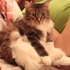 Подробнее об объявлении «Пропал кот Тюмень» Фото: пропала кошка Сибирская «Пропал кот Тюмень» в г. Тюмень