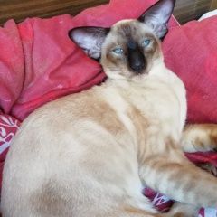 Подробнее об объявлении «Пропал кот на уссурийской д.5 молодой котик, Москва» Фото: пропала кошка Ориентальная (восточная короткошерстная) «Пропал кот на уссурийской д.5 молодой котик,...» в г. Москва