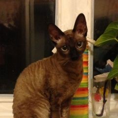 Подробнее об объявлении «Пропала кошка Москва» Фото: пропала кошка  «Пропала кошка Москва» в г. Москва