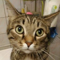 Подробнее об объявлении «Пропал кот Омск» Фото: пропала кошка  «Пропал кот Омск» в г. Омск