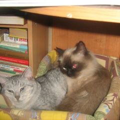 Подробнее об объявлении «Пропал кот, надеемся на помощь Москва» Фото: пропала кошка  «Пропал кот, надеемся на помощь Москва» в г. Москва