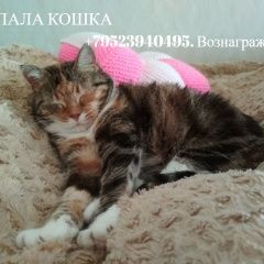 Подробнее об объявлении «Пропала кошка потерялась в районе федора абрамова 23к1 Санкт-Петербург» Фото: пропала кошка  «Пропала кошка потерялась в районе федора...» в г. Санкт-Петербург