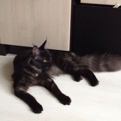 Подробнее об объявлении «Пропала кошка Балашиха» Фото: пропала кошка Мейн-кун «Пропала кошка Балашиха» в г. Балашиха