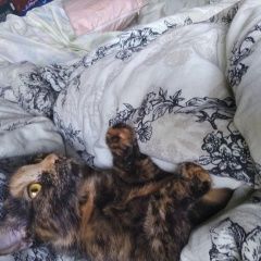 Подробнее об объявлении «Пропала кошка Москва» Фото: пропала кошка  «Пропала кошка Москва» в г. Москва