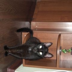 Подробнее об объявлении «Пропала кошка черная кошка в зеленом ошейнике Мытищи» Фото: пропала кошка  «Пропала кошка черная кошка в зеленом ошейнике...» в г. Мытищи