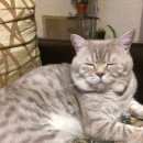 Подробнее об объявлении «Тейково Пропал кот» Фото: пропала кошка Британская короткошерстная «Тейково Пропал кот» в г. Тейково