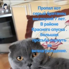 Подробнее об объявлении «Пропал кот помогите Новочеркасск» Фото: пропала кошка Британская короткошерстная «Пропал кот помогите Новочеркасск» в г. Новочеркасск
