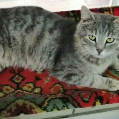 Подробнее об объявлении «Пропала кошка кот светло-серый Саранск» Фото: пропала кошка  «Пропала кошка кот светло-серый Саранск» в г. Саранск