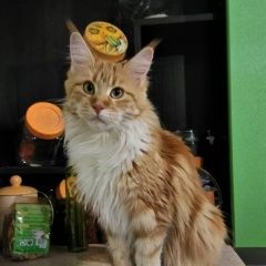 Подробнее об объявлении «Пенза Пропала кошка мася» Фото: пропала кошка Мейн-кун «Пенза Пропала кошка мася» в г. Пенза