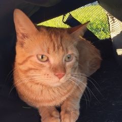 Подробнее об объявлении «Пропал кот Санкт-Петербург» Фото: пропала кошка  «Пропал кот Санкт-Петербург» в г. Санкт-Петербург