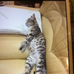 Подробнее об объявлении «Владивосток Пропала кошка» Фото: пропала кошка  «Владивосток Пропала кошка» в г. Владивосток