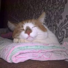 Подробнее об объявлении «Пропал кот 8 декабря 2017, в шацке. Москва» Фото: пропала кошка  «Пропал кот 8 декабря 2017, в шацке. Москва» в г. Москва