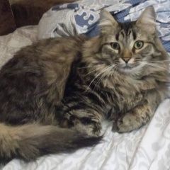 Подробнее об объявлении «Нижний Новгород Пропал кот» Фото: пропала кошка Сибирская «Нижний Новгород Пропал кот» в г. Нижний Новгород