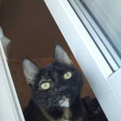 Подробнее об объявлении «Москва Пропала кошка» Фото: пропала кошка  «Москва Пропала кошка» в г. Москва