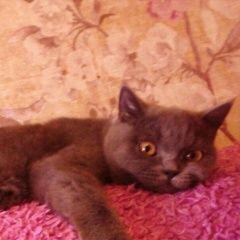 Подробнее об объявлении «Адлер Пропала кошка малина» Фото: пропала кошка Британская длинношерстная «Адлер Пропала кошка малина» в г. Адлер