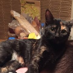 Подробнее об объявлении «Пропала кошка Москва» Фото: пропала кошка  «Пропала кошка Москва» в г. Москва