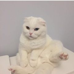 Подробнее об объявлении «Пропала кошка Москва» Фото: пропала кошка  «Пропала кошка Москва» в г. Москва