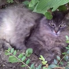 Подробнее об объявлении «Геленджик Пропала кошка» Фото: пропала кошка  «Геленджик Пропала кошка» в г. Геленджик
