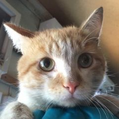 Подробнее об объявлении «Ангарск Пропал кот» Фото: пропала кошка  «Ангарск Пропал кот» в г. Ангарск