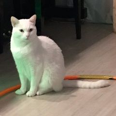 Подробнее об объявлении «Пропал кот матис. ий ао Троицк» Фото: пропала кошка  «Пропал кот матис. ий ао Троицк» в г. Троицк