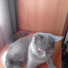 Подробнее об объявлении «Адлер Пропала кошка помогите найти нашу кошечку» Фото: пропала кошка Британская длинношерстная «Адлер Пропала кошка помогите найти нашу кошечку» в г. Адлер