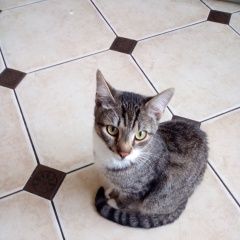 Подробнее об объявлении «Пропал кот. Смоленск» Фото: пропала кошка  «Пропал кот. Смоленск» в г. Смоленск